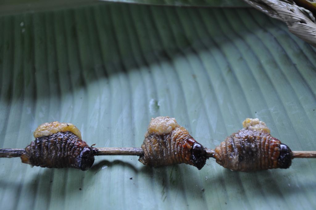 Hakuna Matata Amazon Lodge Archidona Kültér fotó