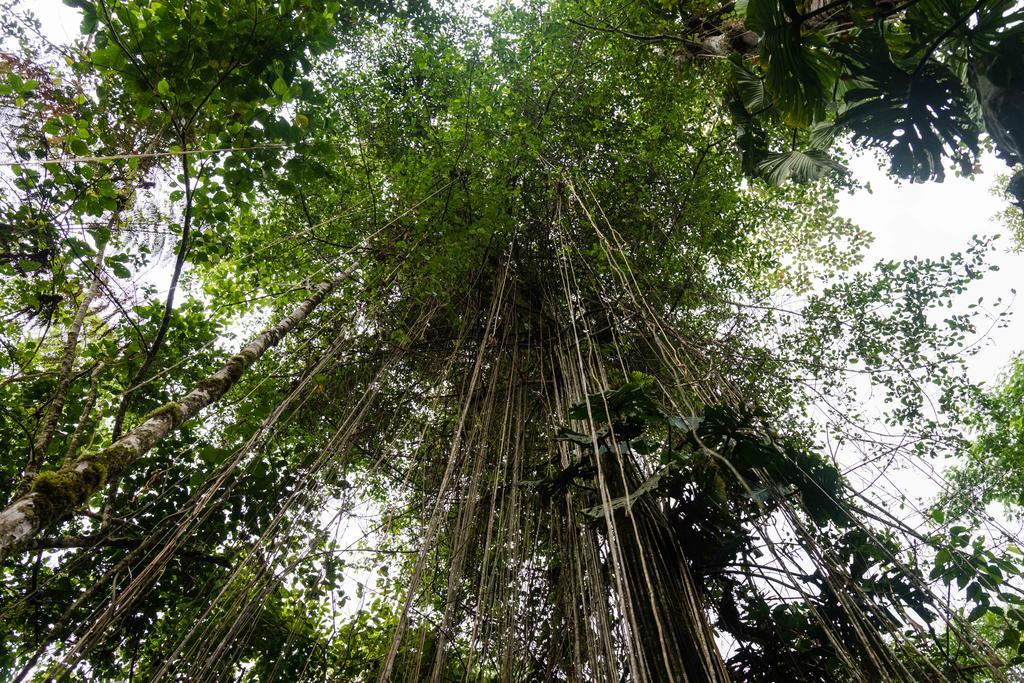 Hakuna Matata Amazon Lodge Archidona Kültér fotó